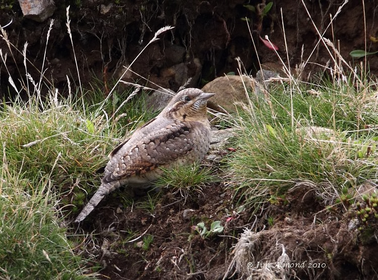 Wryneck Titterstone Clee 28 8 10  IMG_5224